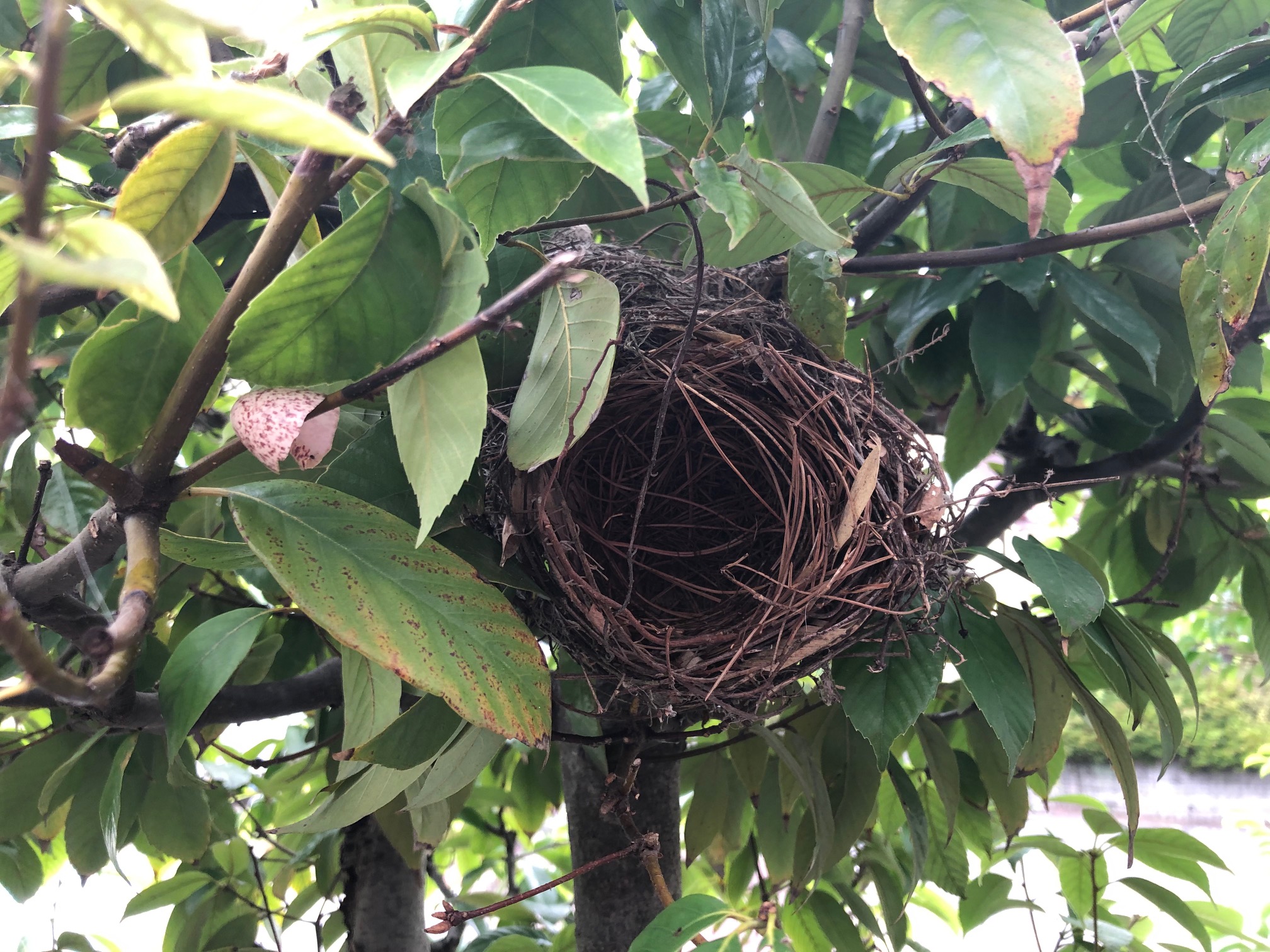 鳥　鳥の巣　卵