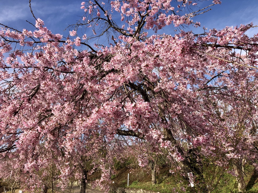 多治見　共栄公園　桜